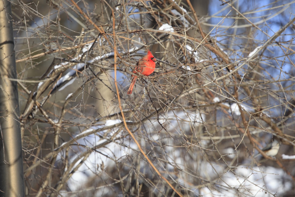 Northern Cardinal - ML613920590