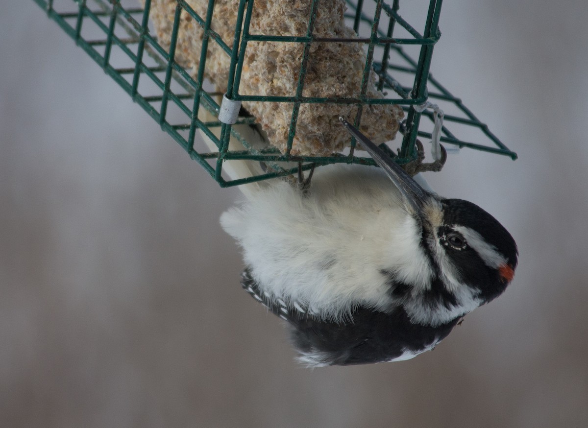 Hairy Woodpecker - ML613920617