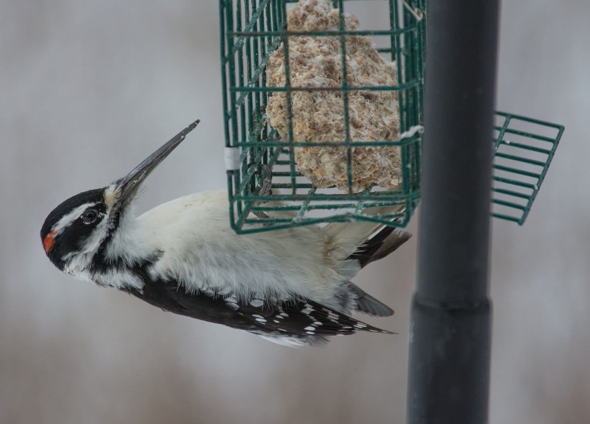 Hairy Woodpecker - ML613920638