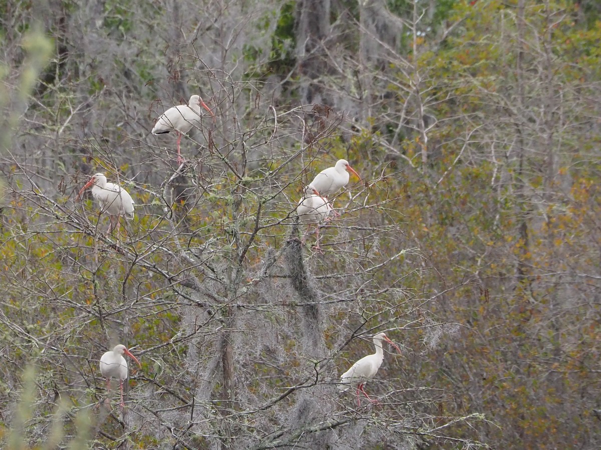 White Ibis - ML613920689