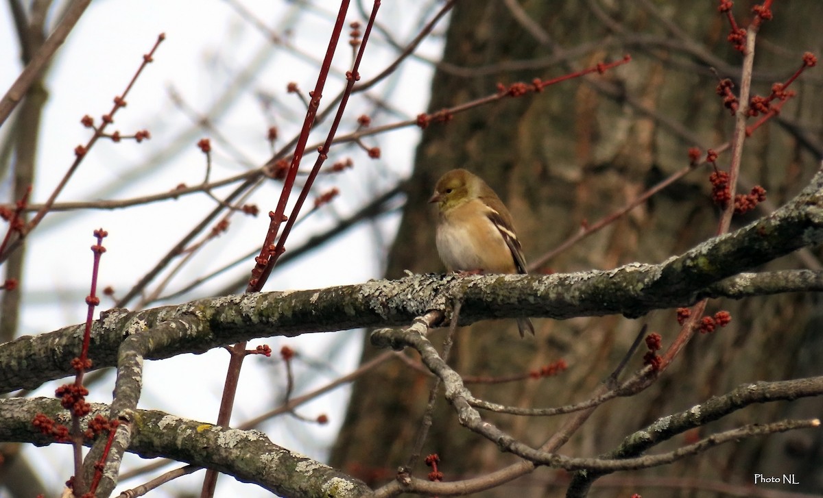 American Goldfinch - ML613920701