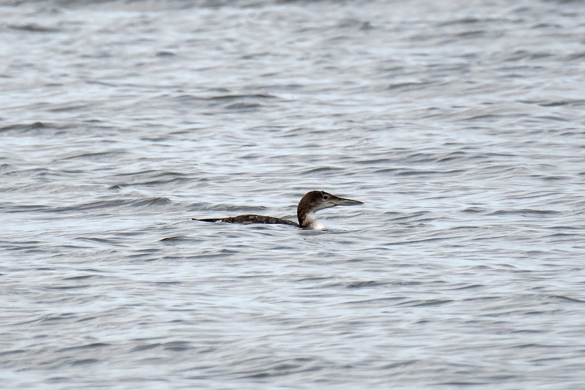 Common Loon - ML613920722