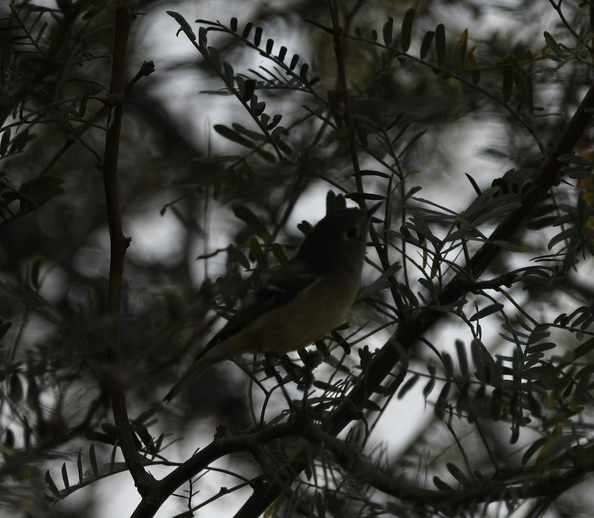 Ruby-crowned Kinglet - ML613920729