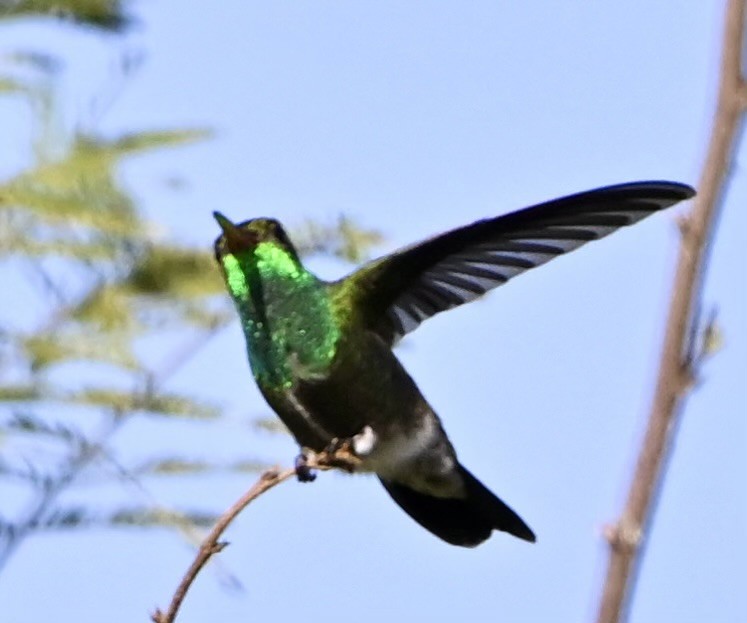 Smaragdkehl-Mangokolibri - ML613920771