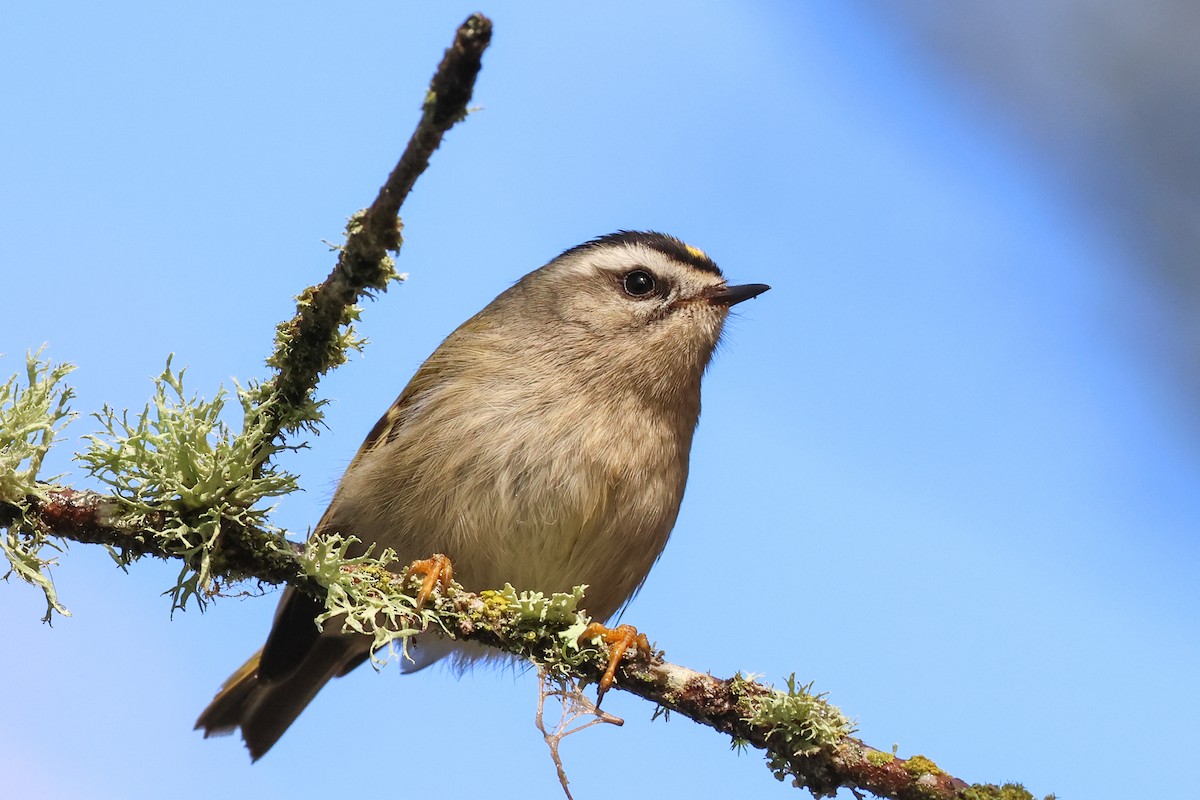 Roitelet à couronne dorée - ML613920790