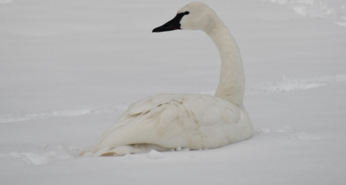 Trumpeter Swan - ML613920883