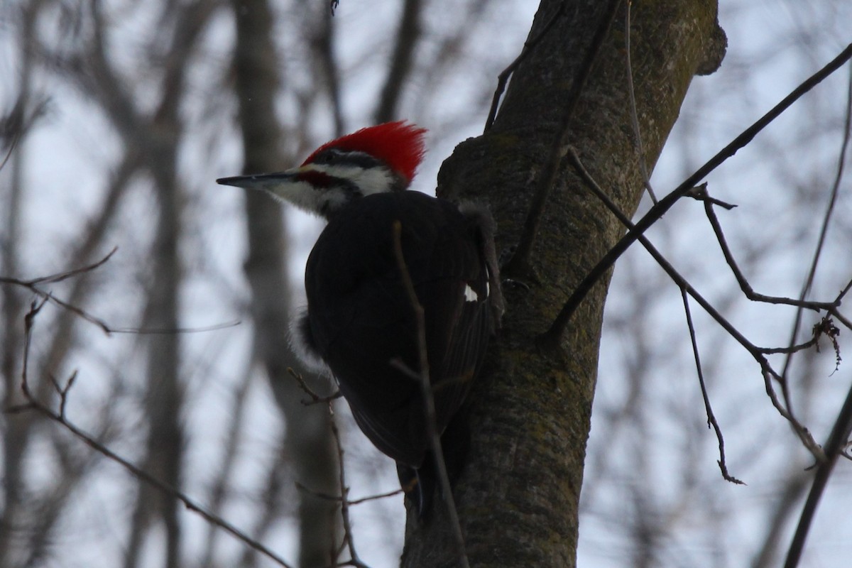 Pileated Woodpecker - ML613920886