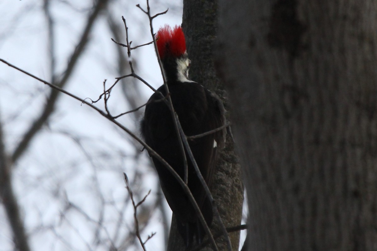 Pileated Woodpecker - ML613920887