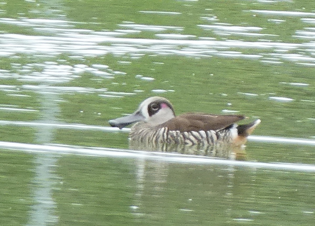 Pink-eared Duck - ML613920918