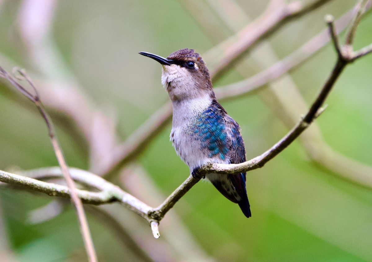 Bee Hummingbird - Dominic Stones