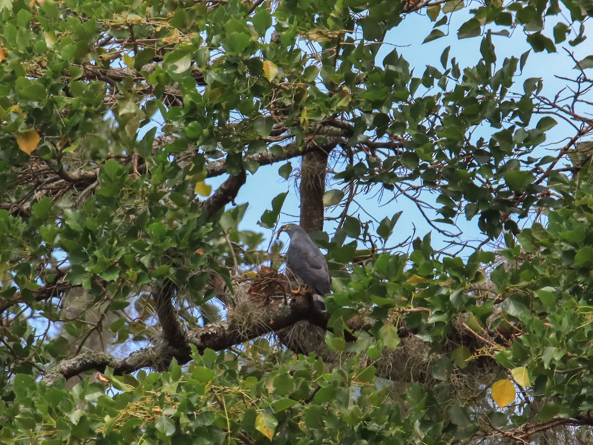 Hook-billed Kite - ML613921049