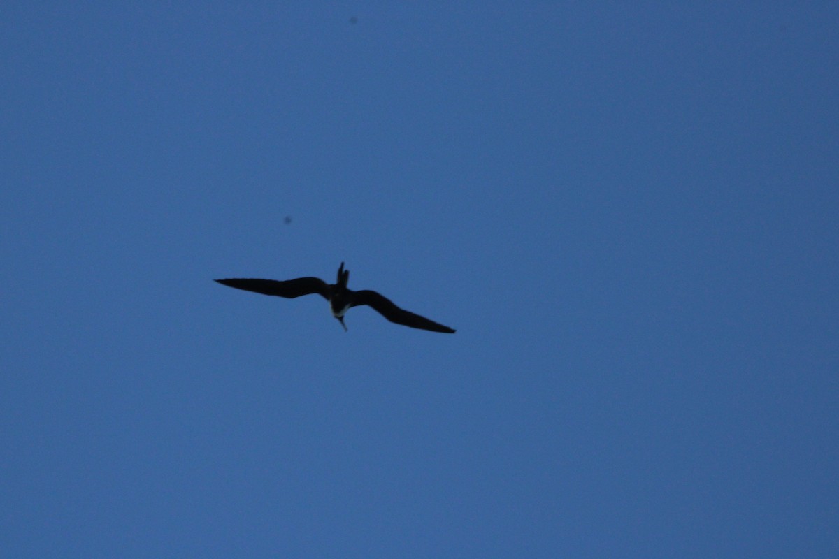 Magnificent Frigatebird - ML613921079