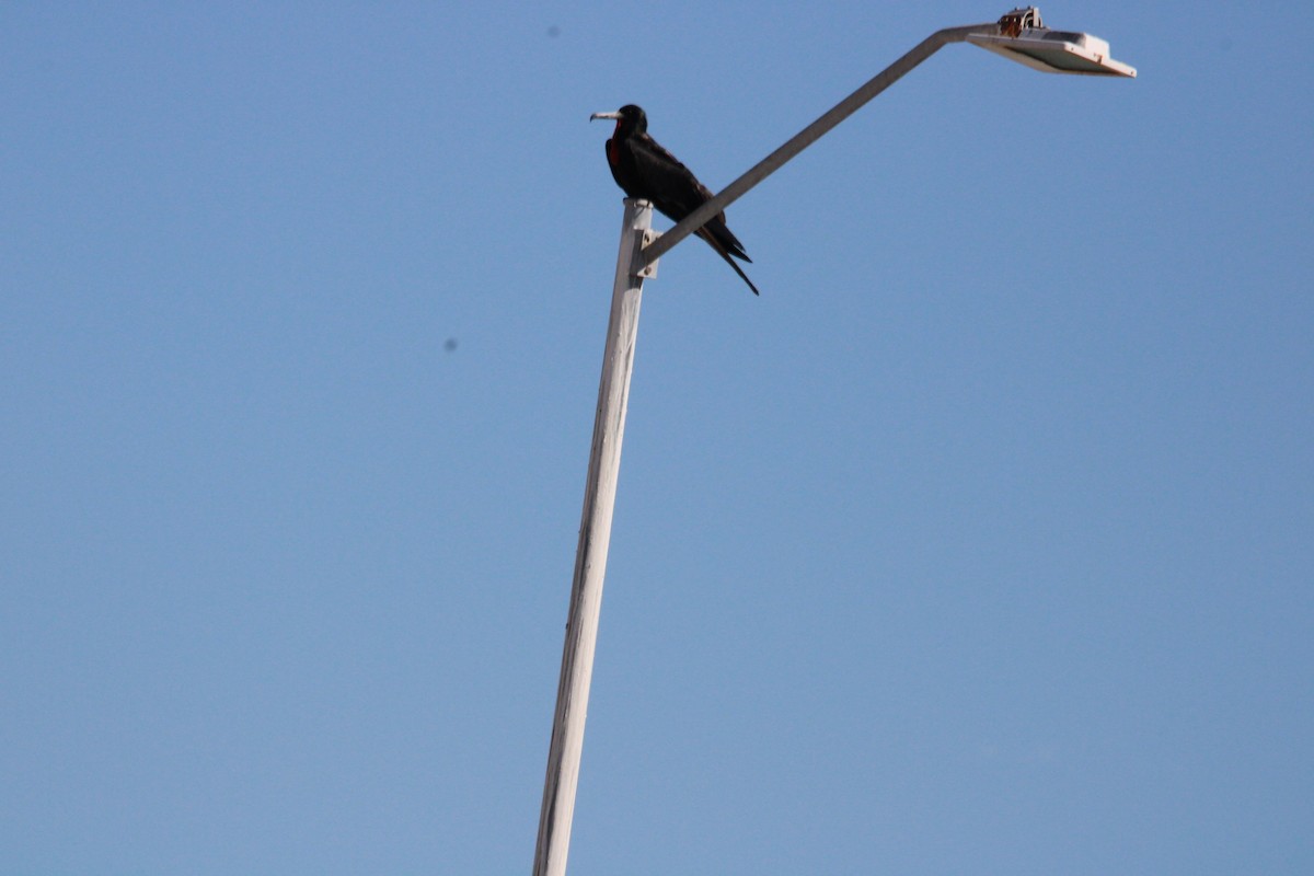 Magnificent Frigatebird - ML613921087