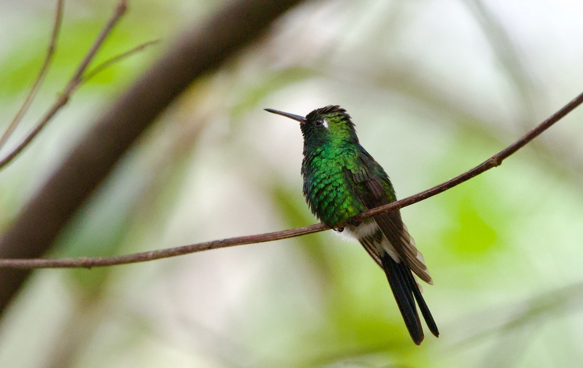 Cuban Emerald - ML613921104