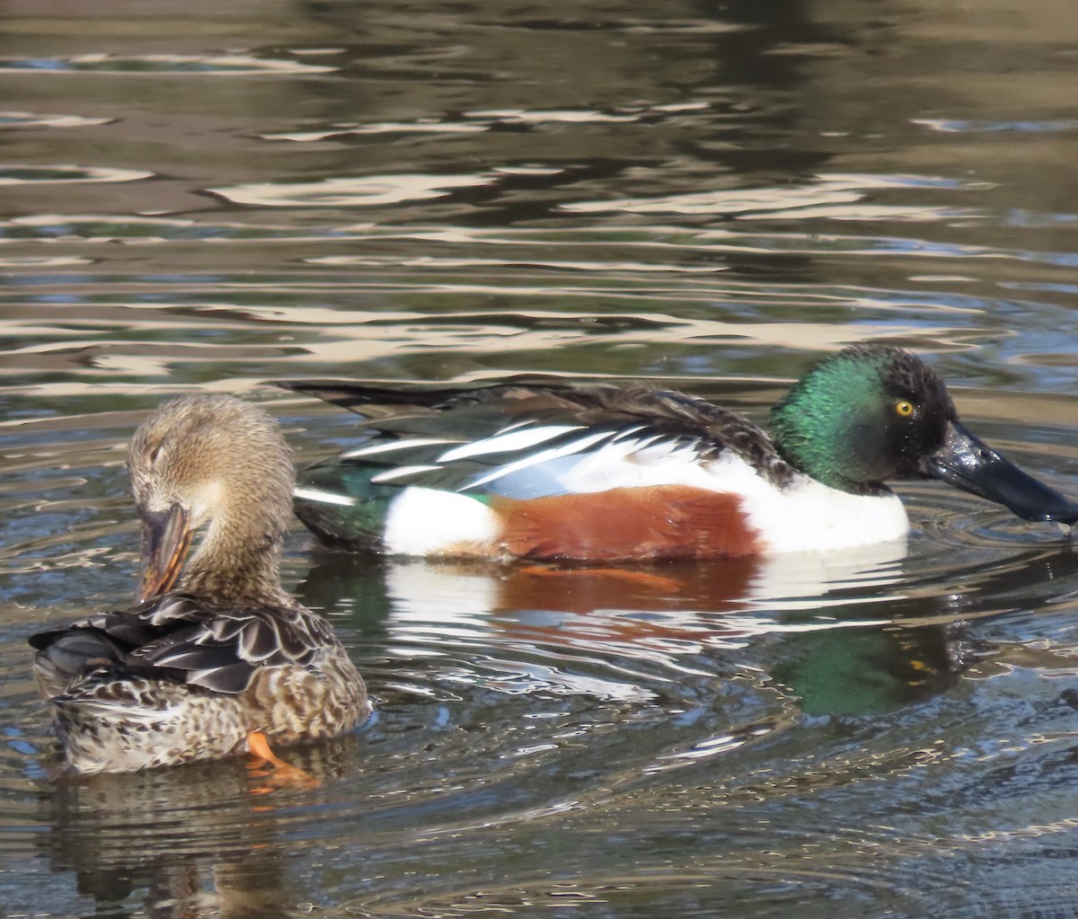 Northern Shoveler - ML613921147