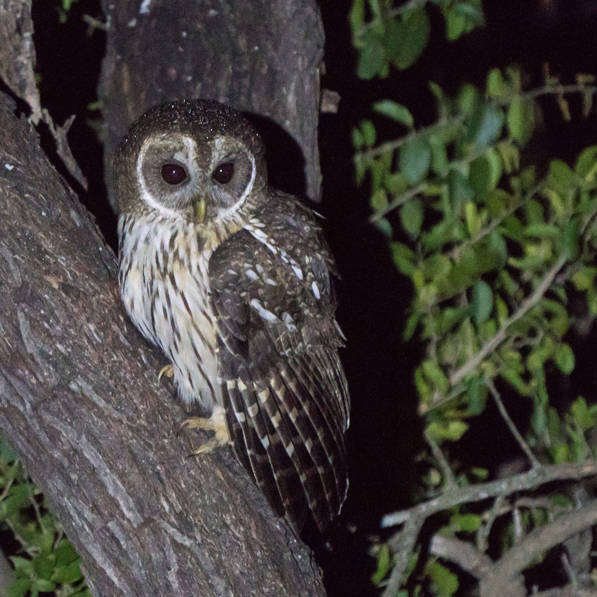 Mottled Owl - ML613921171