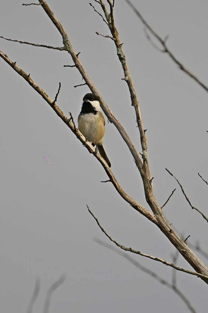 Black-capped Chickadee - ML613921199