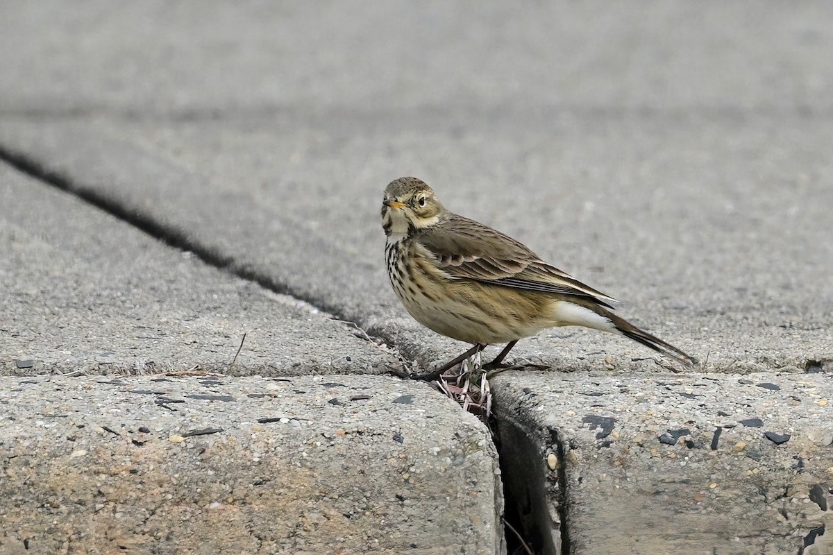 Pipit d'Amérique - ML613921204