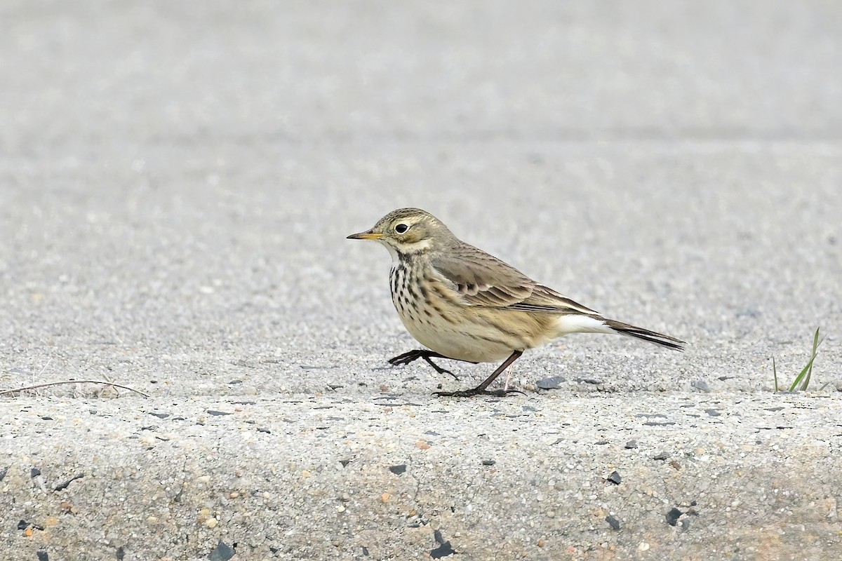 American Pipit - Eileen Gibney