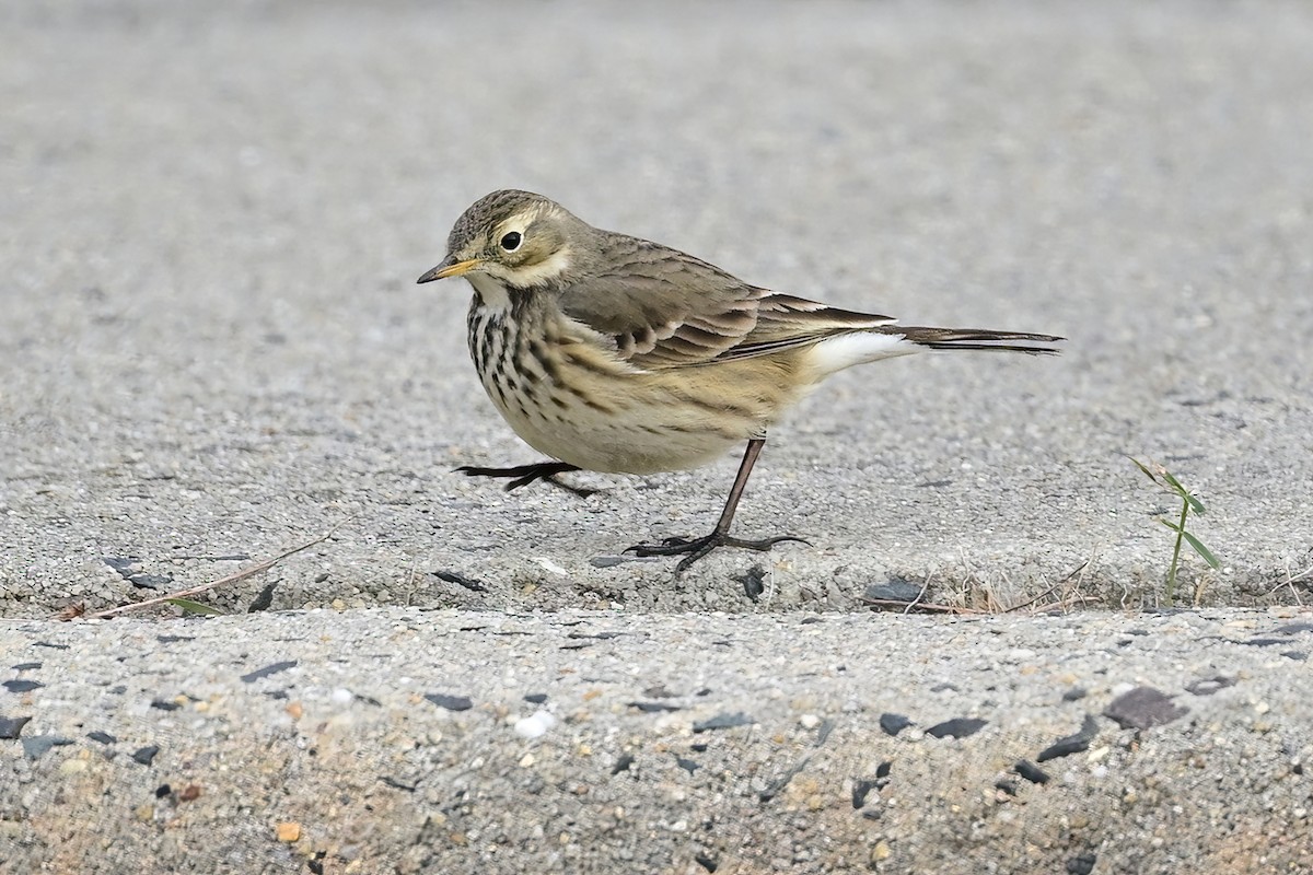 American Pipit - Eileen Gibney