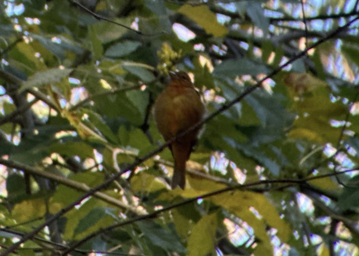 Summer Tanager - ML613921218