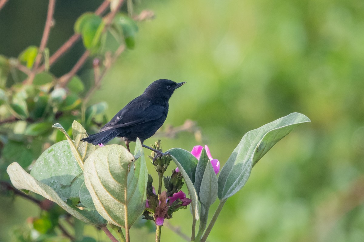 Black Flowerpiercer - ML613921314