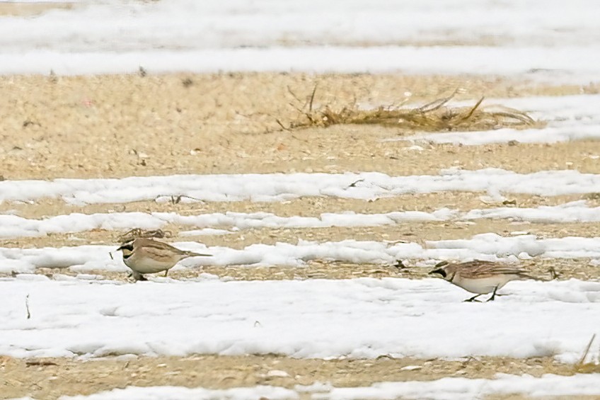 Horned Lark - Eileen Gibney