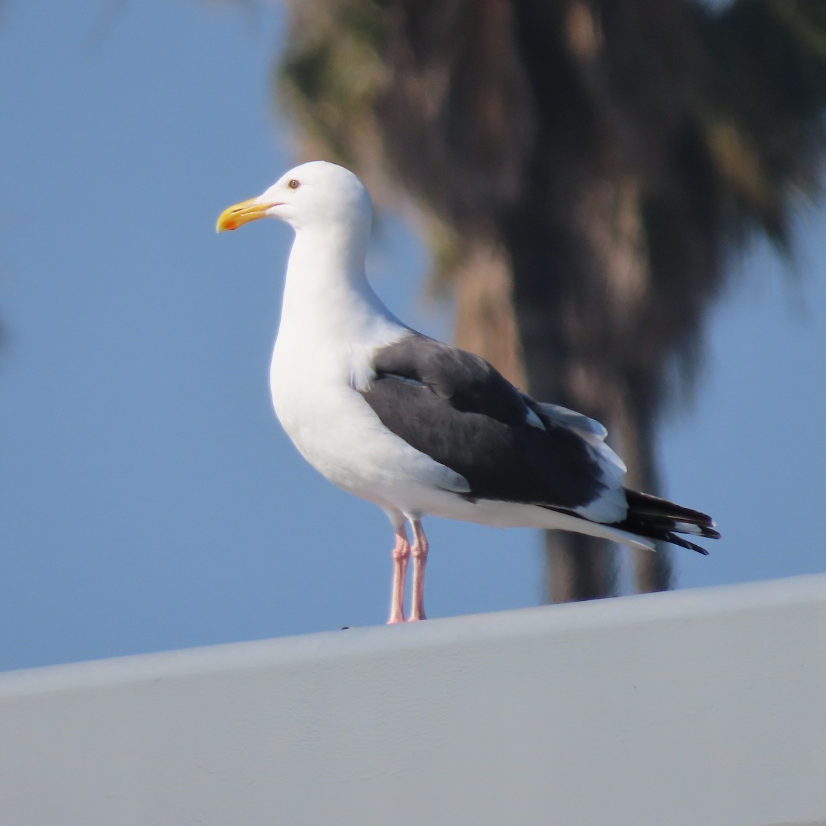 Western Gull - ML613921355