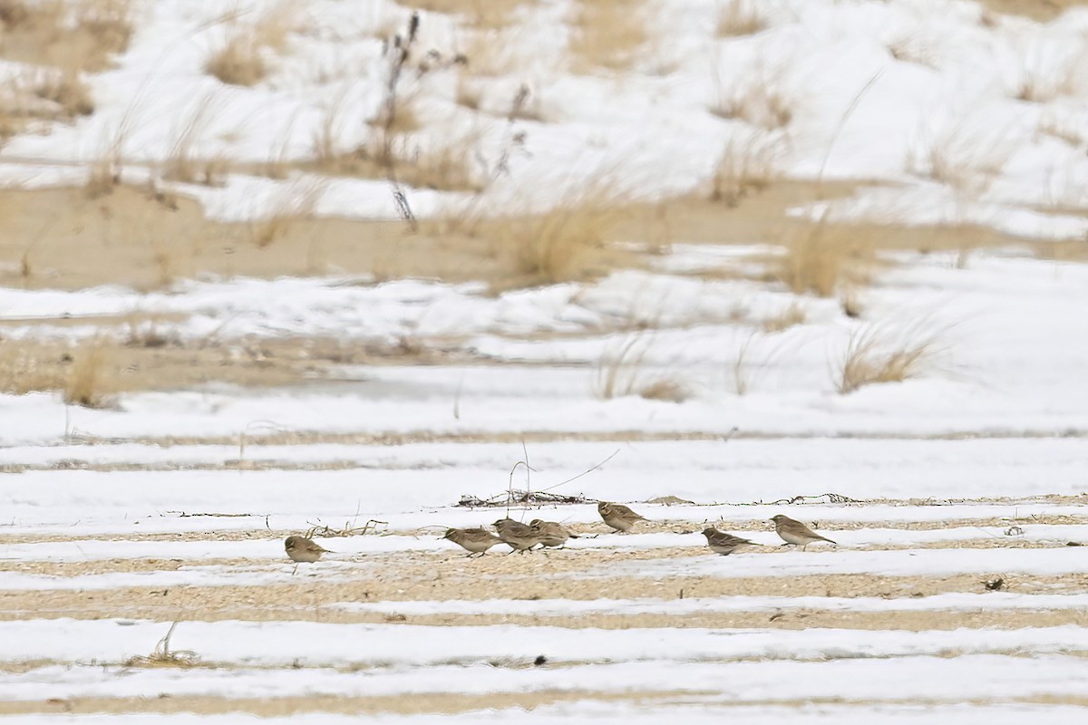 Lapland Longspur - ML613921357