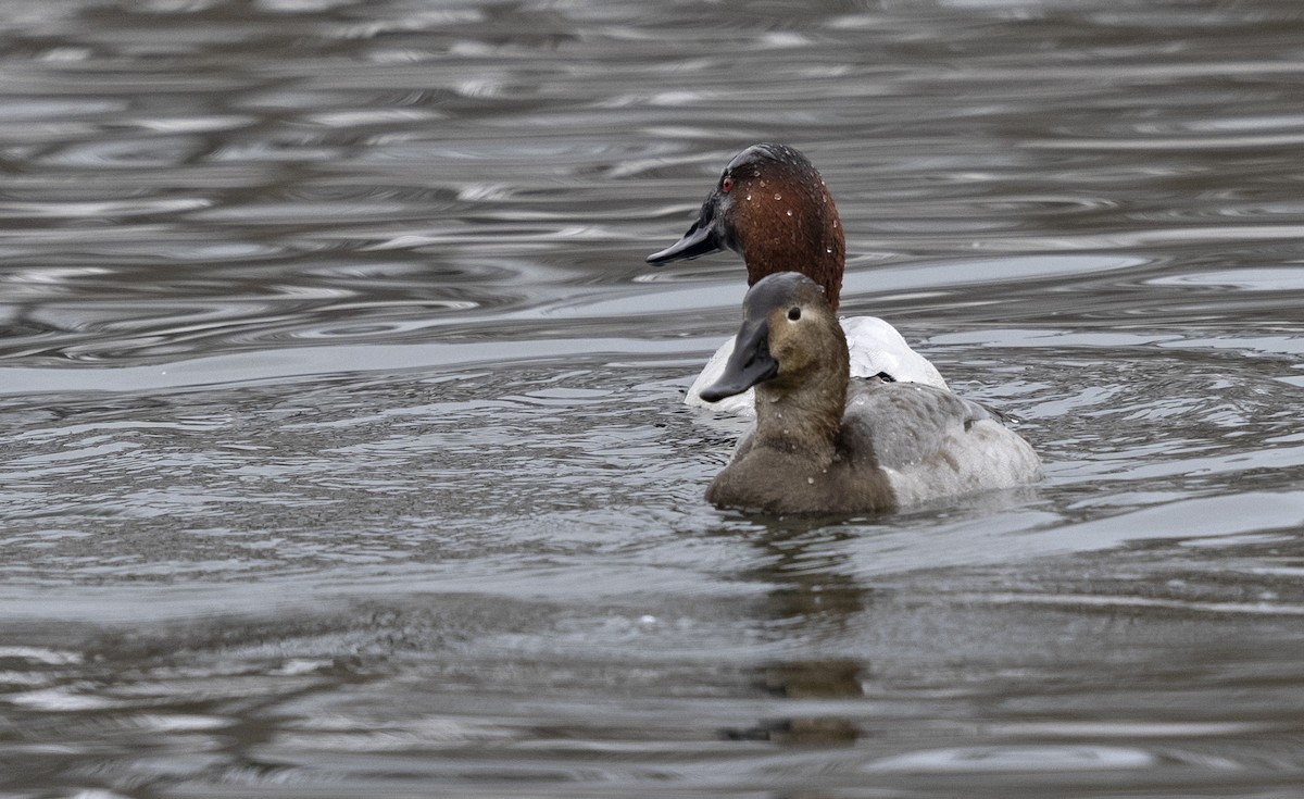 Canvasback - ML613921365