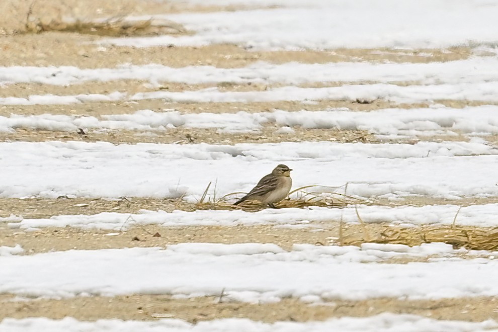 Horned Lark - Eileen Gibney