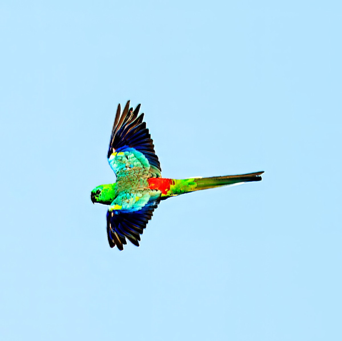 Red-rumped Parrot - ML613921450