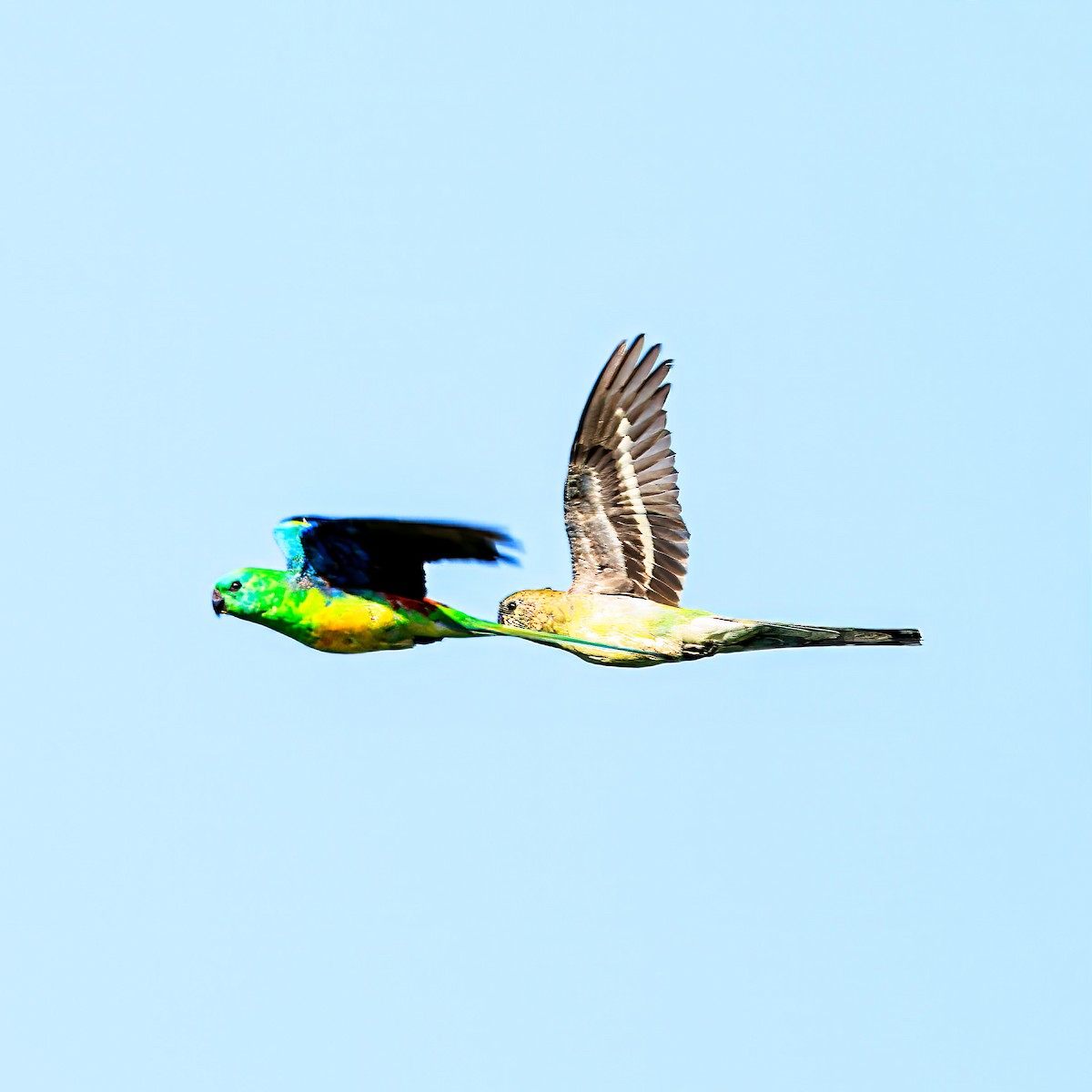 Red-rumped Parrot - ML613921451