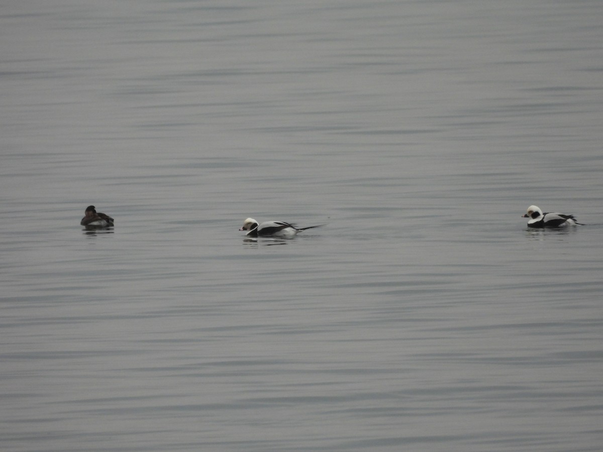 Long-tailed Duck - Keith Pflieger