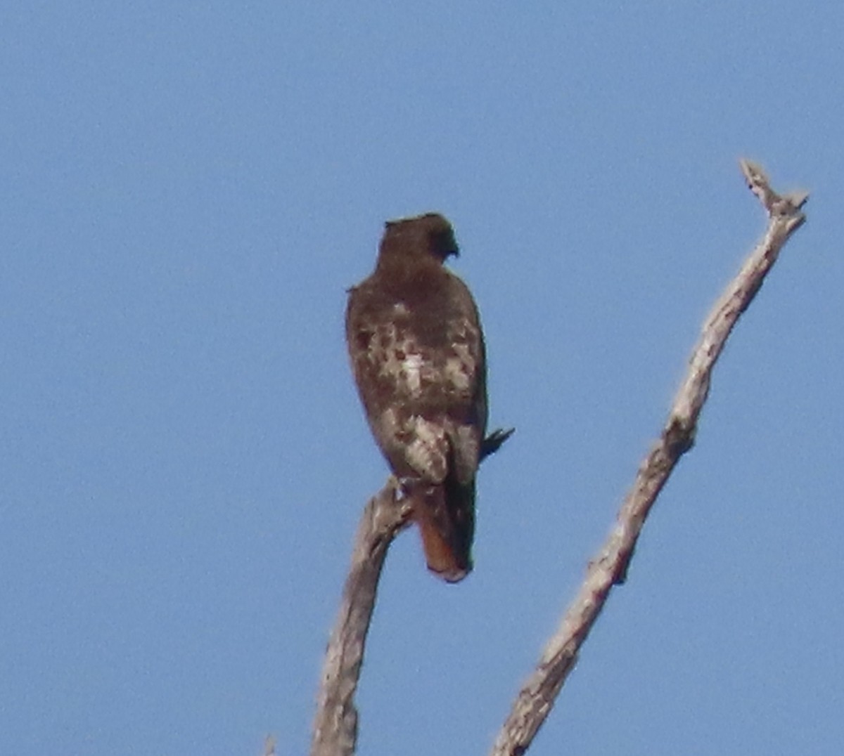 Red-tailed Hawk - ML613921495