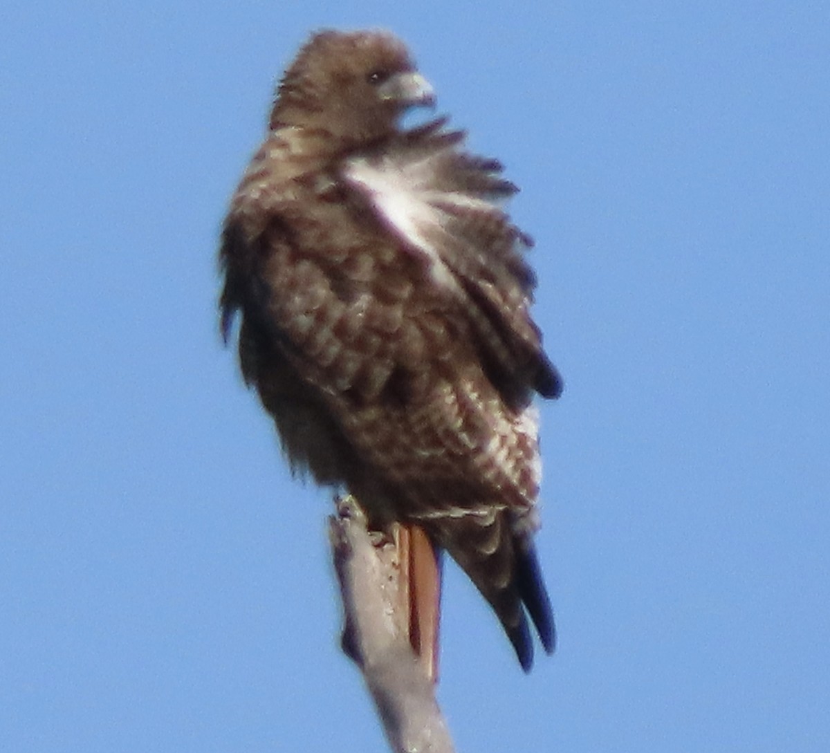 Red-tailed Hawk - ML613921505