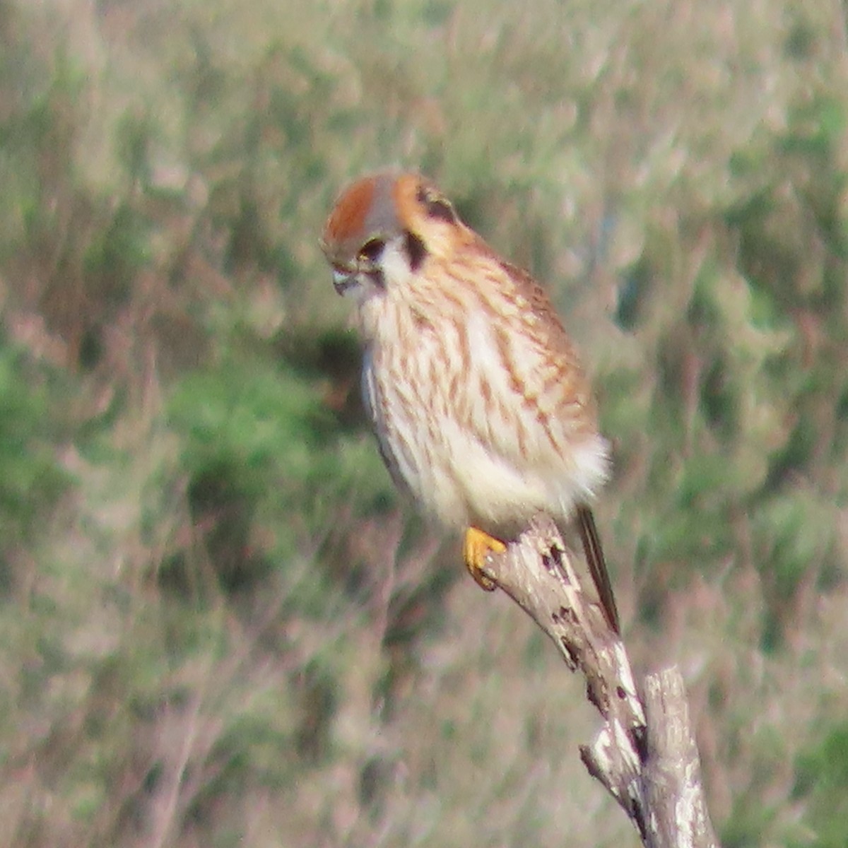 American Kestrel - ML613921511