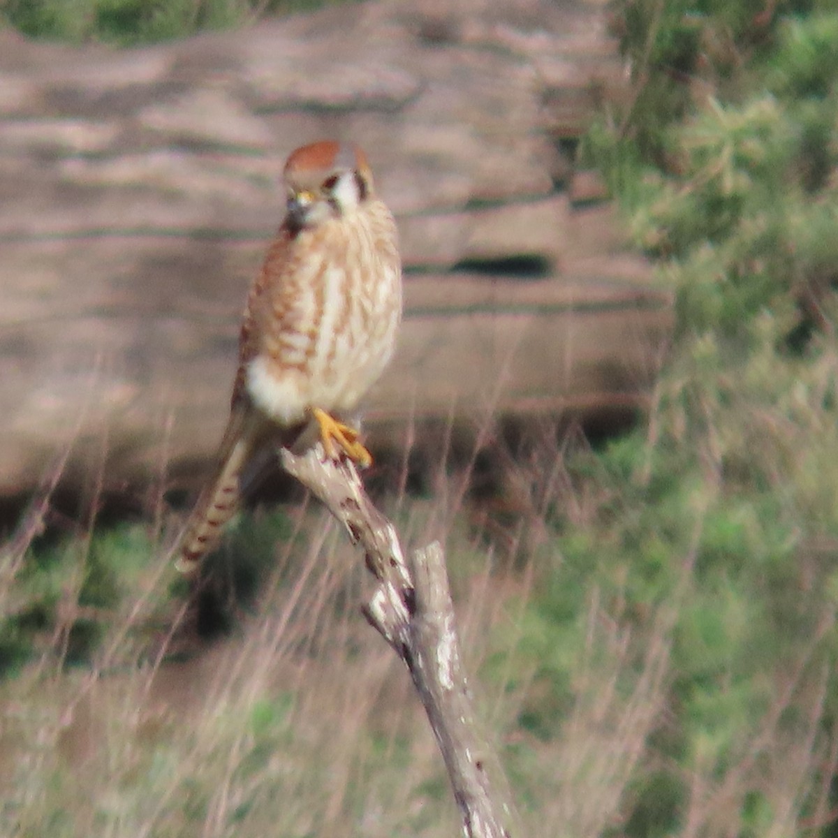 American Kestrel - ML613921512
