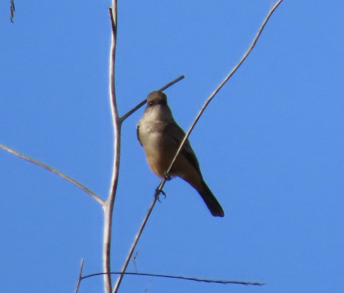 Say's Phoebe - ML613921526