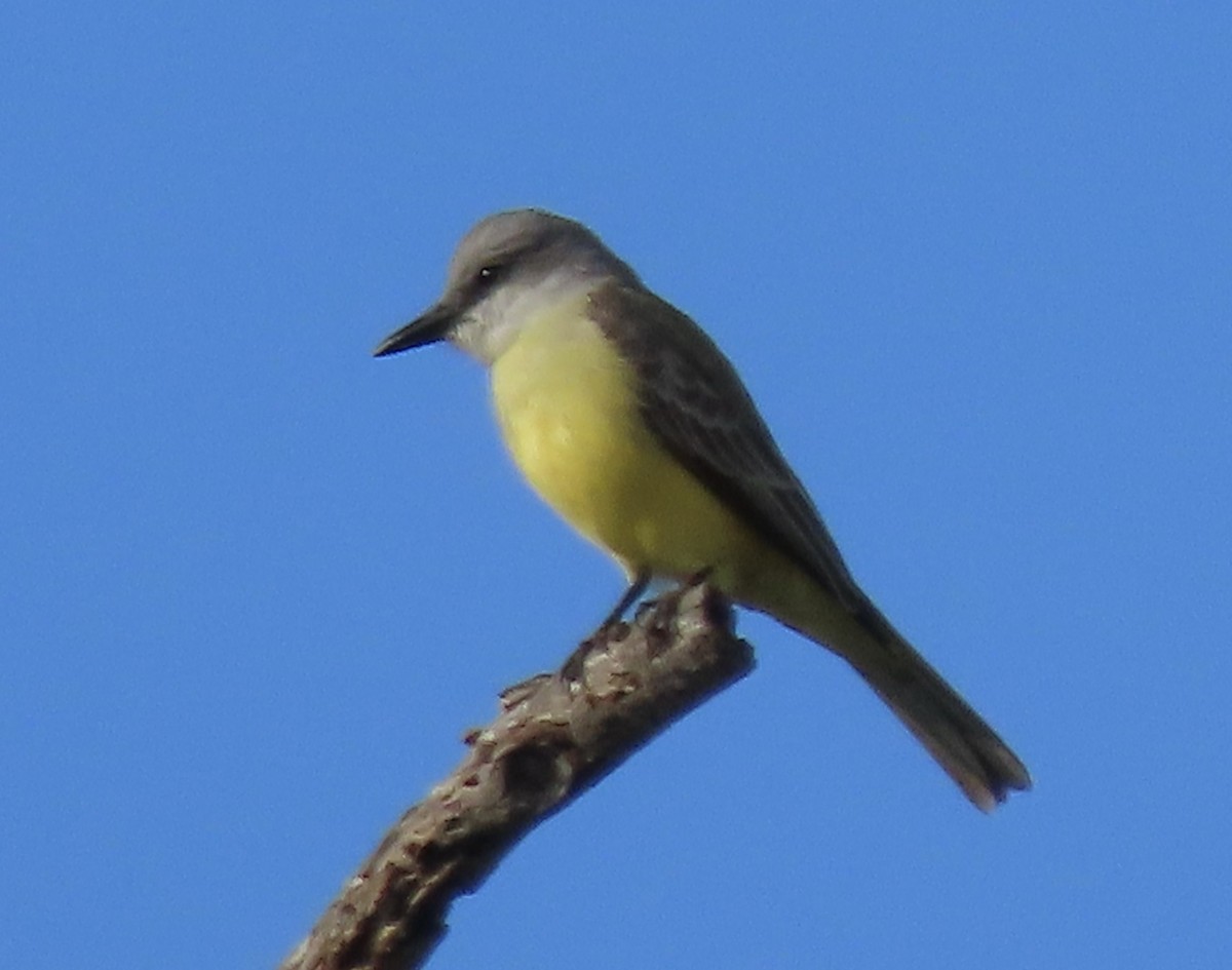 Tropical Kingbird - ML613921535