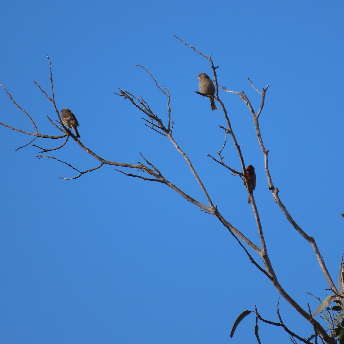 House Finch - ML613921544