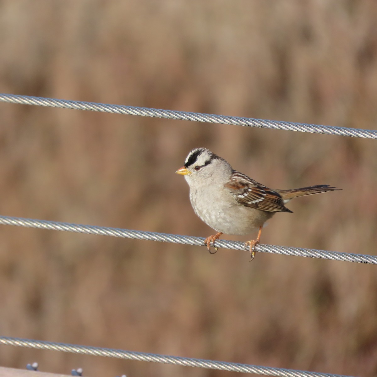 White-crowned Sparrow - ML613921554