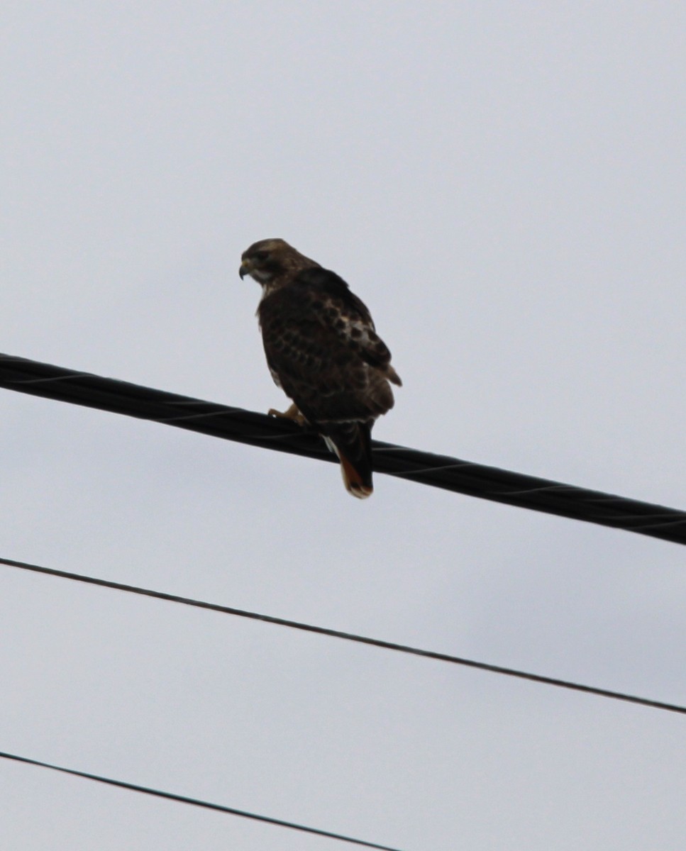 Red-tailed Hawk - ML613921564