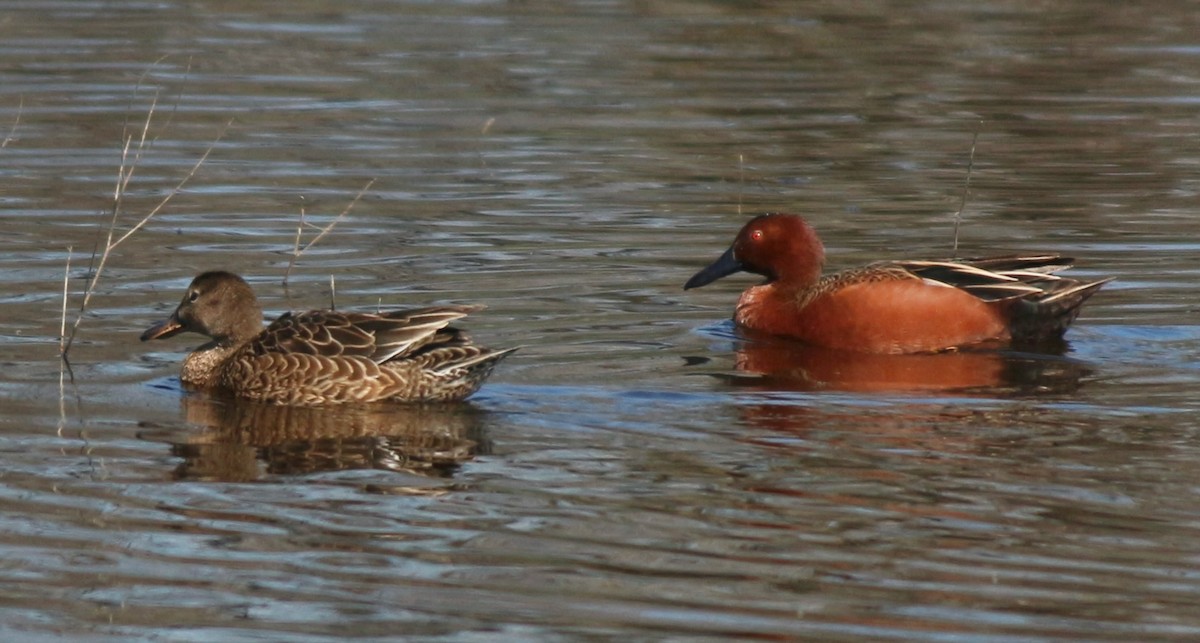 Cinnamon Teal - Constance Vigno