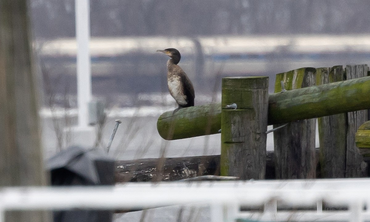 Great Cormorant - ML613921651