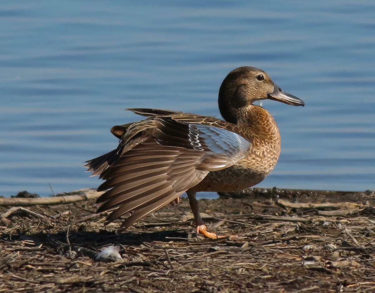 Cinnamon Teal - Constance Vigno