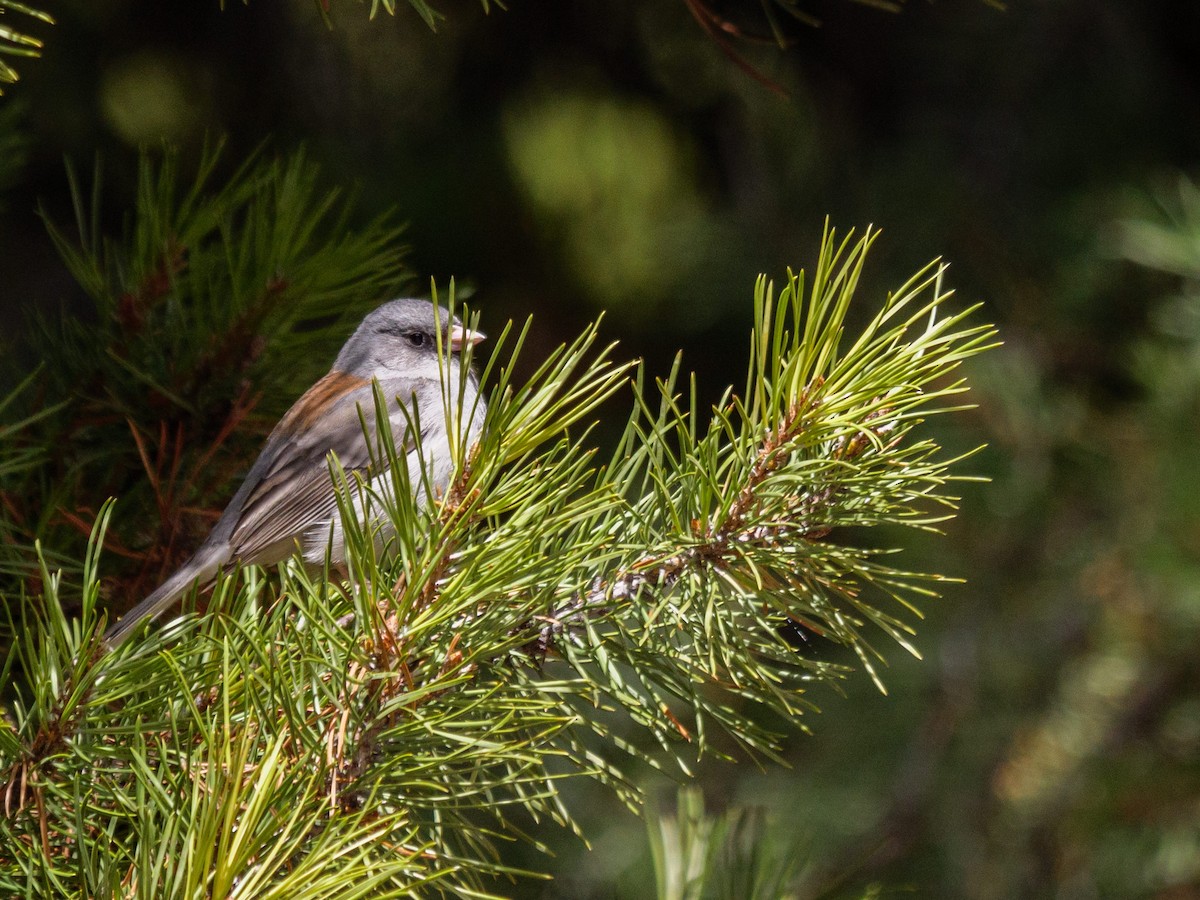 Junco ardoisé (caniceps) - ML613921712