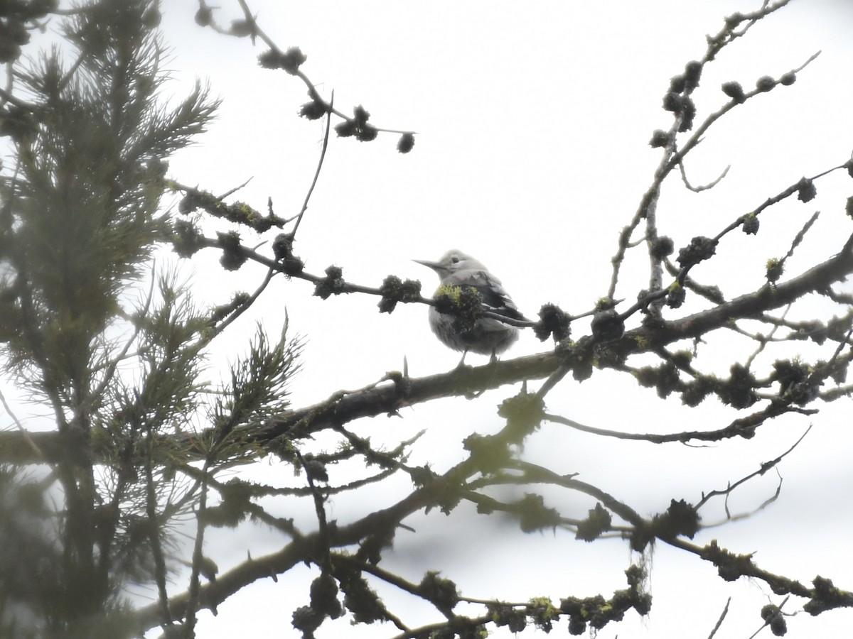 Clark's Nutcracker - ML613921721