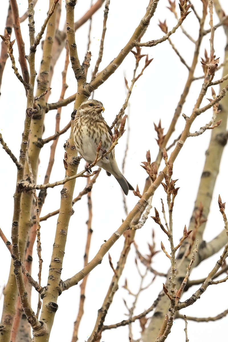 Purple Finch - ML613921729