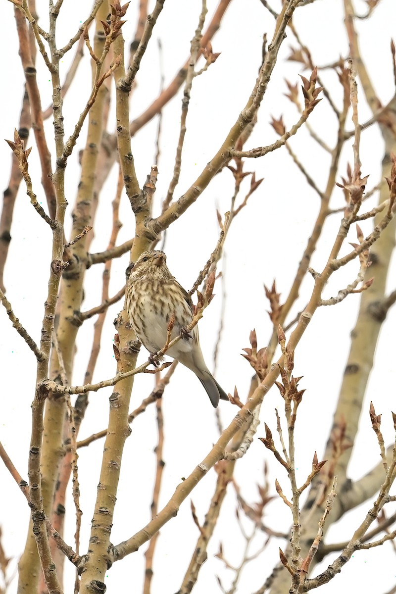 Purple Finch - ML613921730